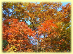 �ɓ��100�q�E���g�������@�g�t