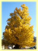 �ɓ��100�q�E���g�������@�g�t